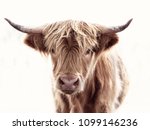Highland Cow Brown