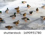 Ducks Walk On Ice In Winter....