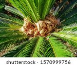 Female Cone Of The Cycas...