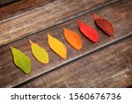 Small photo of Leaves with fall color gamut on dark wooden background