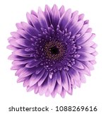 Violet pink gerbera flower on a ...