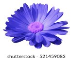 Blue Flower Calendula. The...