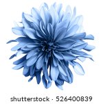 Light blue flower on a white ...