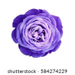 Violet rose flower. white...