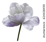 White Violet Flower Tulip On...