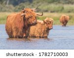 Scottish Highland Cows In The...
