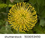 Yellow Pincushion Flower From...