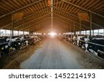 Breeding diary cows in free livestock stall.