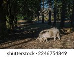 Pig Grazing On The Grass In The ...
