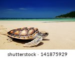 Sea Turtles On The Beach