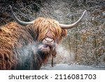 A Scottish Highland Cow In A...