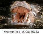 Small photo of a hippo swimming in the water with mouth opened