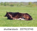 Dark Bay  Foal Sleeps On A...