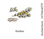 Rooibos Plant Drawing With...