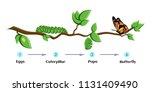 Life Cycle Of Butterfly  Eggs ...