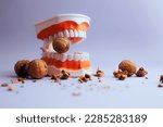 Small photo of Denture Medical Model Biting into Hard Walnut Cracking the Shells. Strong teeth concept image of nut cracking healthy implants