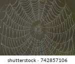 spider net after rain | Shutterstock . vector #742857106