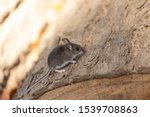 The deer mouse  peromyscus...