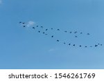 Silhouettes Of Geese Flock Of...