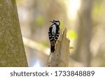 Downy Woodpecker On Spring In...