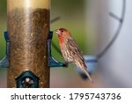 The house finch. Young bird on the feeder. Bird native to western North America.