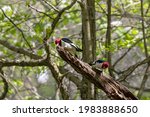 Red Headed Woodpecker  Birds In ...