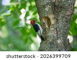 The Red Headed Woodpecker ...