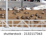 A Flock Of Canadian Geese...