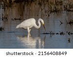 The great egret  ardea alba  on ...