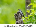 The White Breasted Nuthatch ...