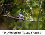 Small photo of Belted Kingfisher (Megaceryle alcyon) in Wisconsin state park. The belted kingfish is a large, conspicuous water kingfisher, native to North America