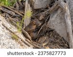 Small photo of American mink (Neovison vison),young minks at play