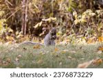 Small photo of The fox squirrel (Sciurus ni..r), also known as the eastern fox squirrel or Bryant's fox squirrel on a meadow.