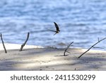 Small photo of The sand martin (Riparia riparia)in flight. Bird also known as the bank swallow (in the Americas), collared sand martin, or common sand martin