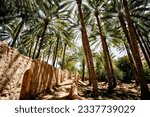 Small photo of Palm trees on the Heritage Trail in Alula Oasis, Alula, Kingdom of Saudi Arabia