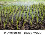 Rice Planted During The Thai...