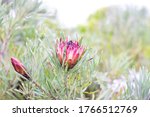 Small photo of Pink Sugar Bush Repens Protea with water droplets