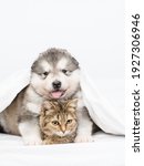 Small photo of Malamute puppy and cute tabby kitten sit together on the bed covered with a blanket in an embrace and look at the camera. Light white tonality