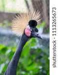 Small photo of Portrait of beautiful Black Crowned Crane (Balearica pavonina)