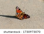 One Butterfly Aglais Io ...