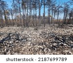 Burnt pine trees after huge devastating forest fire in Karst, Slovenia