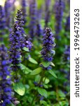 Small photo of Ajuga reptans is commonly known as bugle, blue bugle, bugleherb, bugleweed, carpetweed, carpet bugleweed, and common bugle.