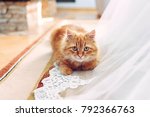 Domestic Fluffy Red Cat Sitting ...