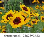 Small photo of Lots of Bright red and yellow flowers of the golden tickseed (Coreopsis Tinctoria)
