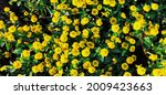 Dwarf Potentilla with yellow flowers - Potentilla fruticosa Goldstar.