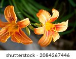 Two Bright Orange Lily Flowers. ...