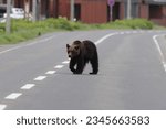 Ussuri brown bear ursus arctos...