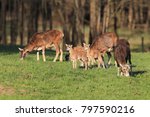 Big european mouflon on the grassland wild animal in the nature habitat, Saxony , Germany