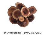 Antler slices of the Altai maral on a white background. Maral pant is a source of amino acids, vitamins, macro- and microelements. Boosts immunity, men's health
