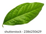Green avocado leaf on a white...